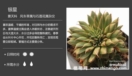 150种多肉植物图片名称大全