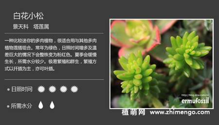 150种多肉植物图片名称大全