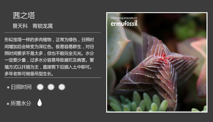 100种常见多肉植物图鉴及养殖方法
