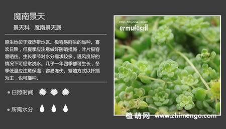 150种多肉植物图片名称大全