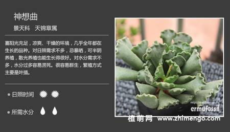 150种多肉植物图片名称大全