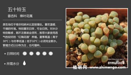 150种多肉植物图片名称大全