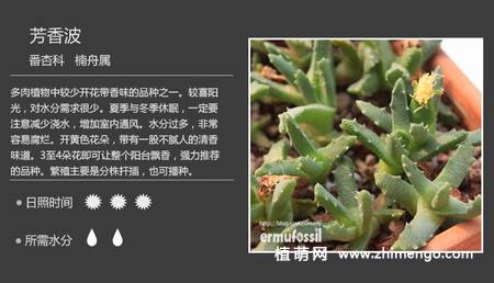 150种多肉植物图片名称大全
