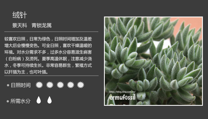 100种常见多肉植物图鉴及养殖方法