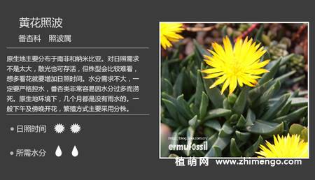 150种多肉植物图片名称大全