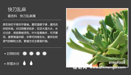 150种多肉植物图片名称大全