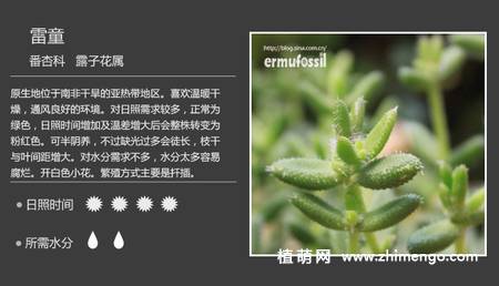 150种多肉植物图片名称大全