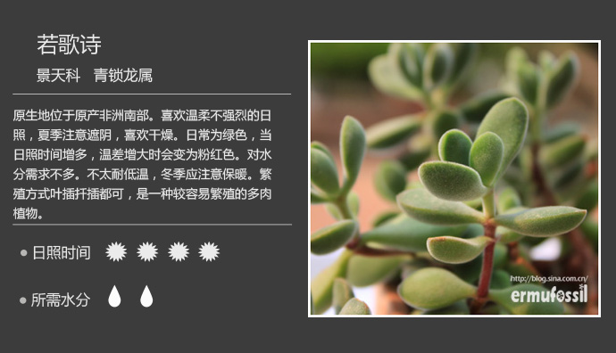 100种常见多肉植物图鉴及养殖方法