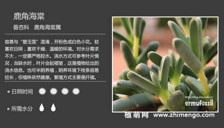 150种多肉植物图片名称大全