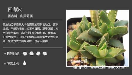 150种多肉植物图片名称大全