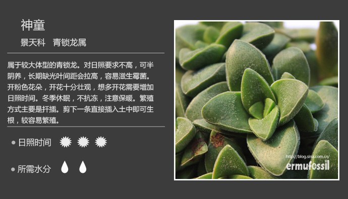 100种常见多肉植物图鉴及养殖方法