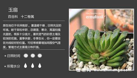 150种多肉植物图片名称大全