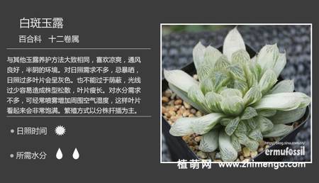 150种多肉植物图片名称大全