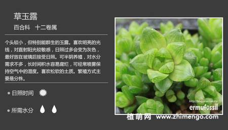 150种多肉植物图片名称大全