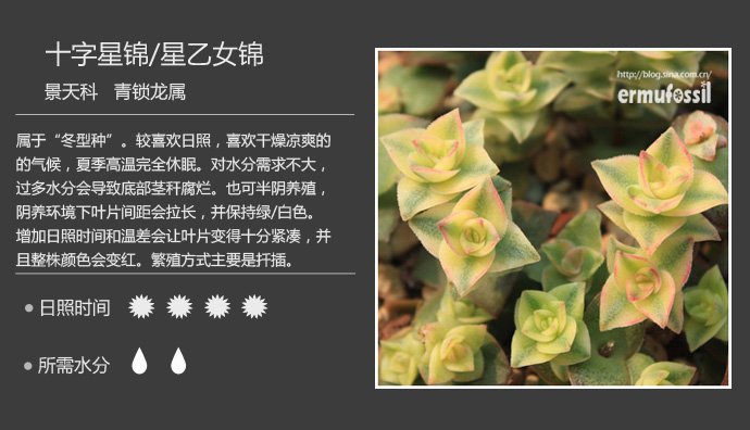 100种常见多肉植物图鉴及养殖方法