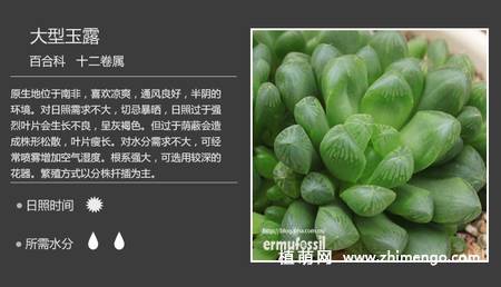 150种多肉植物图片名称大全