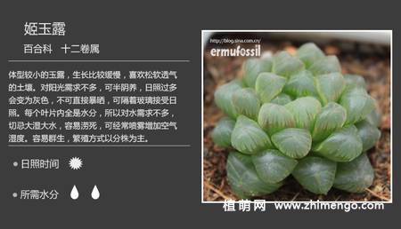 150种多肉植物图片名称大全