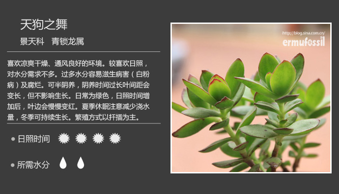 100种常见多肉植物图鉴及养殖方法