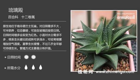 150种多肉植物图片名称大全