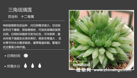 150种多肉植物图片名称大全