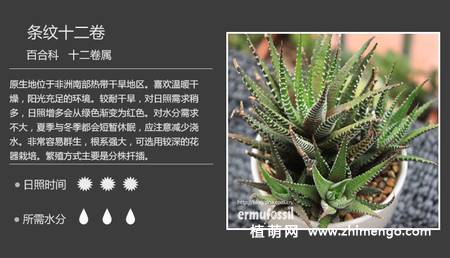 150种多肉植物图片名称大全