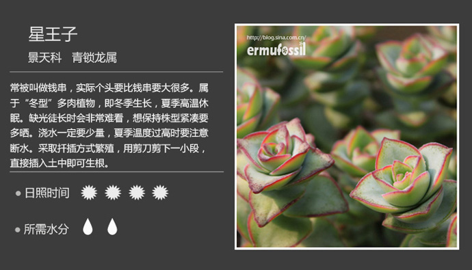 100种常见多肉植物图鉴及养殖方法