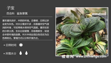 150种多肉植物图片名称大全