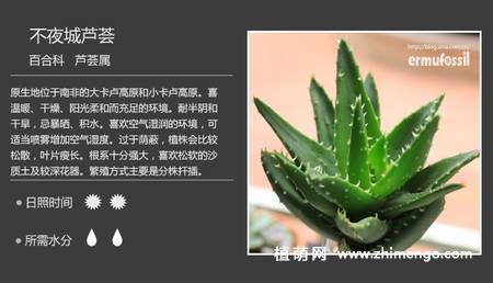 150种多肉植物图片名称大全