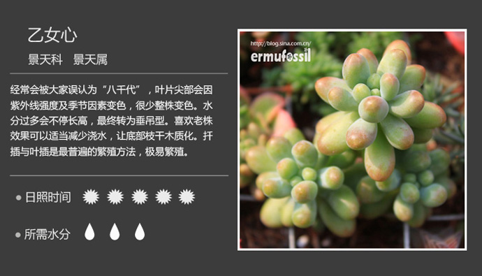 100种常见多肉植物图鉴及养殖方法