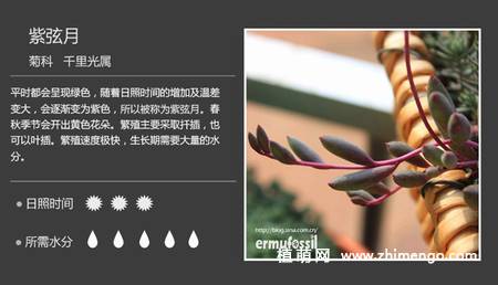 150种多肉植物图片名称大全