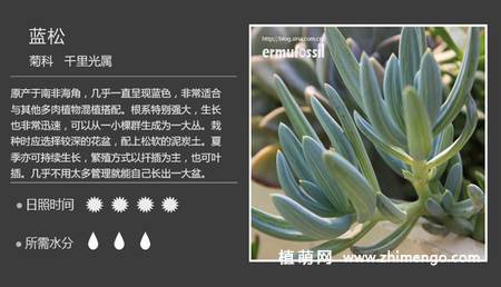 150种多肉植物图片名称大全
