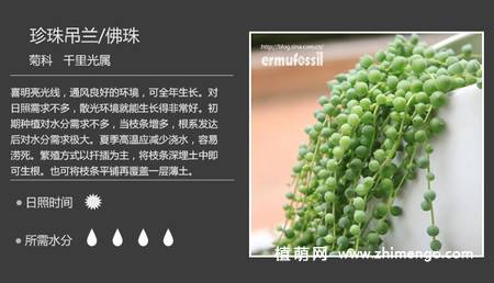 150种多肉植物图片名称大全