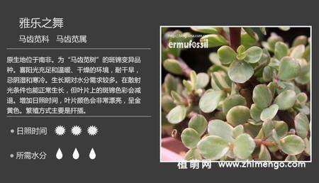 150种多肉植物图片名称大全