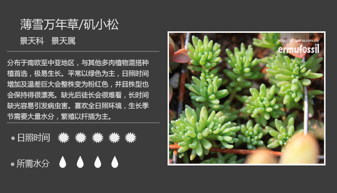 100种常见多肉植物图鉴及养殖方法