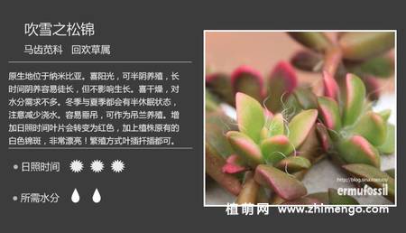 150种多肉植物图片名称大全