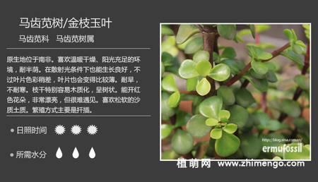 150种多肉植物图片名称大全