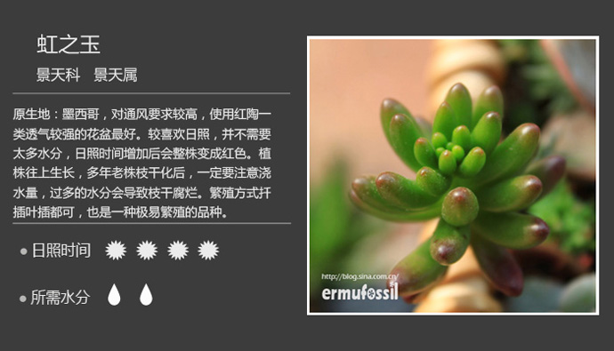 100种常见多肉植物图鉴及养殖方法