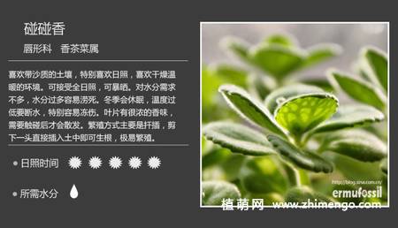 150种多肉植物图片名称大全