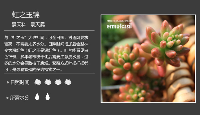 100种常见多肉植物图鉴及养殖方法