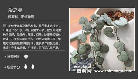150种多肉植物图片名称大全