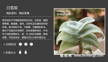 150种多肉植物图片名称大全