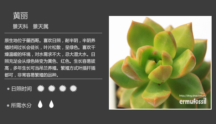 100种常见多肉植物图鉴及养殖方法