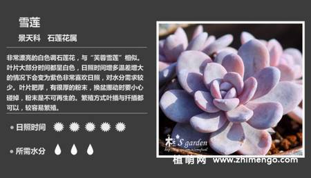 150种多肉植物图片名称大全