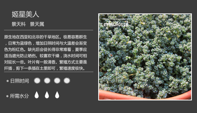 100种常见多肉植物图鉴及养殖方法