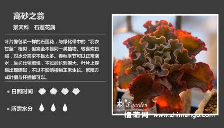 150种多肉植物图片名称大全