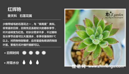 150种多肉植物图片名称大全