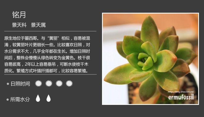 100种常见多肉植物图鉴及养殖方法