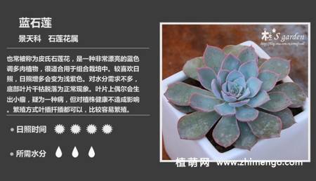 150种多肉植物图片名称大全