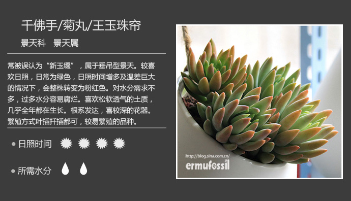 100种常见多肉植物图鉴及养殖方法