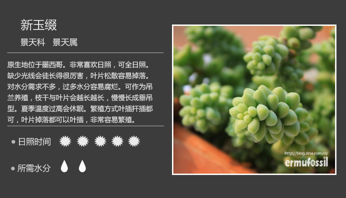 100种常见多肉植物图鉴及养殖方法